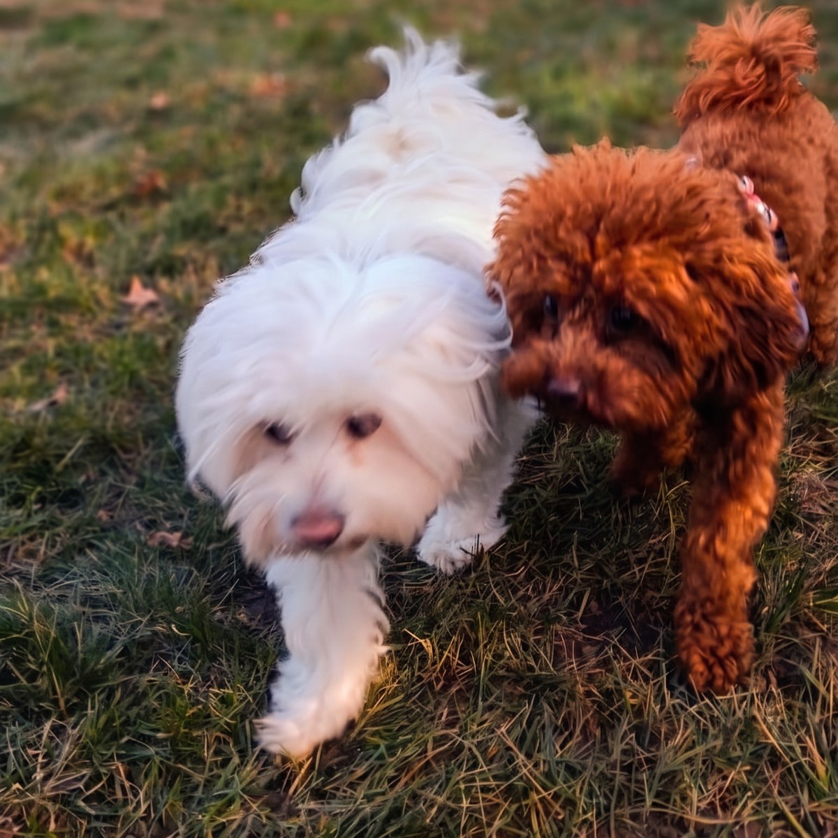 Köpek otelinde ilk konaklama — PatiLee misafirleri