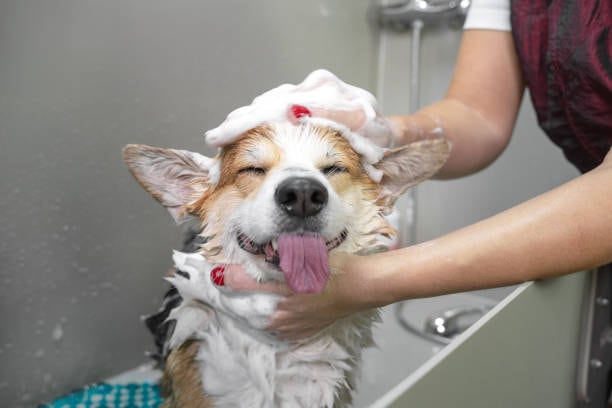 PatiLee'de köpek banyo hizmeti