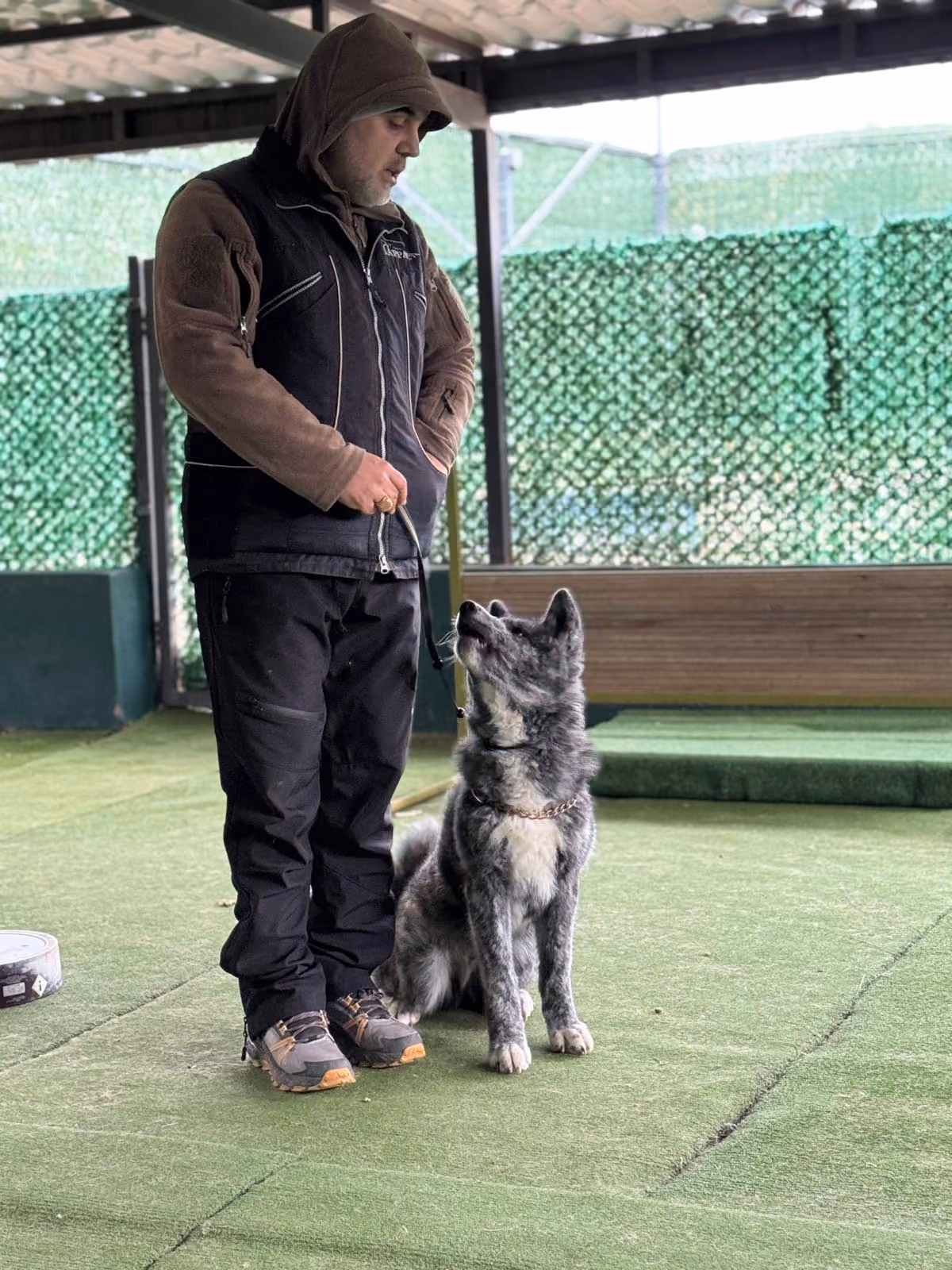 Akita eğitim çalışması