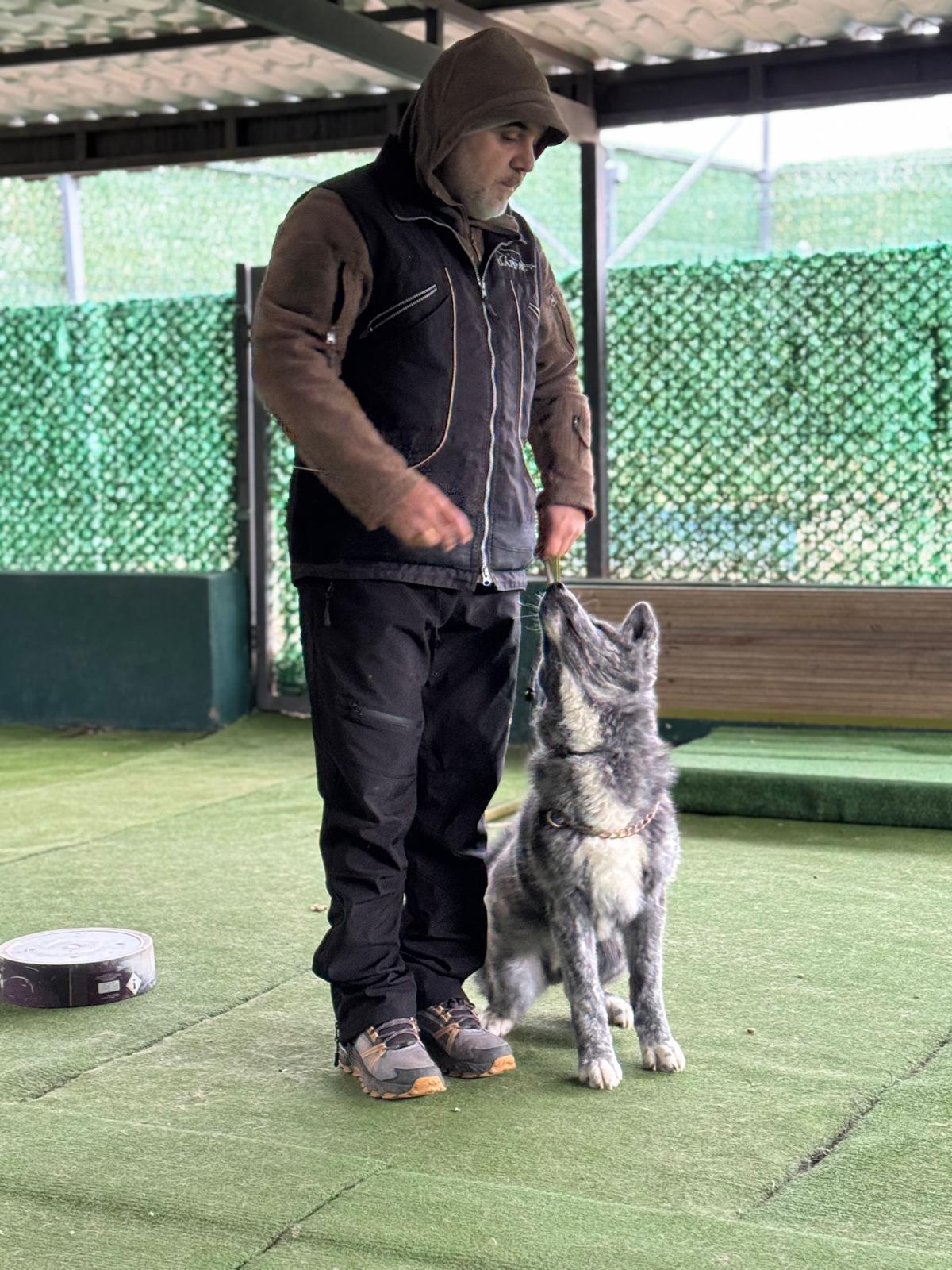 Eğitmenin yanında sakin bekleyen köpek — tasma çekme eğitimi