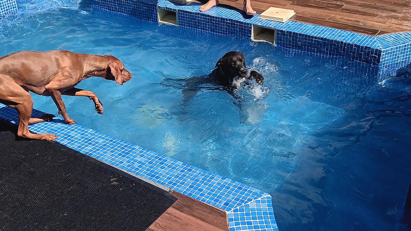 Köpek havuzu çevresinde oyun alanı