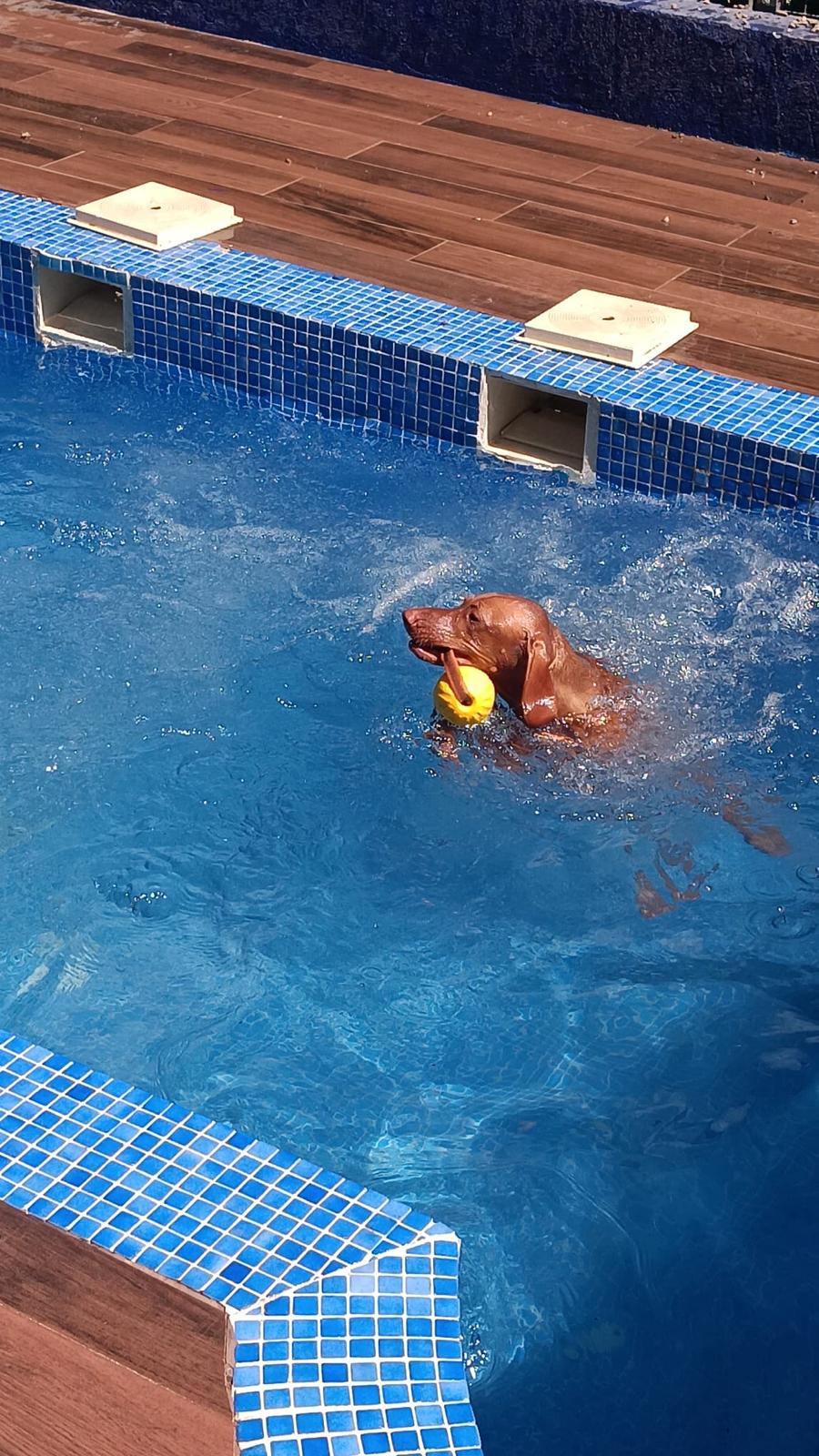 A dog enjoying pool time