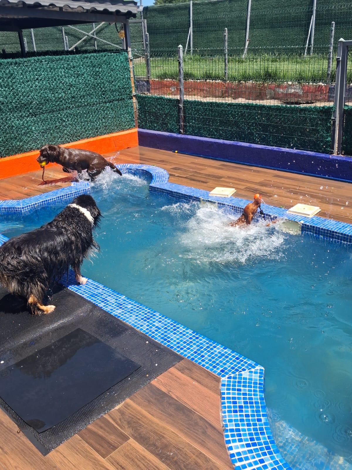 Köpekler havuz çevresinde