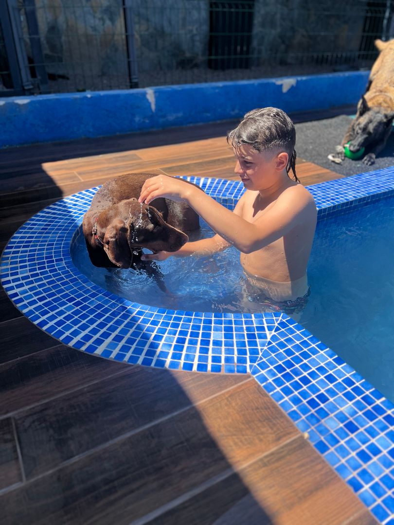 What Is Dog Training?