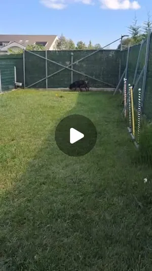 Çim alanda koşu — PatiLee Instagram