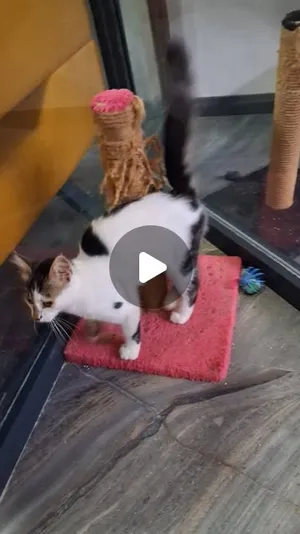Kedi bölümünden — PatiLee Instagram