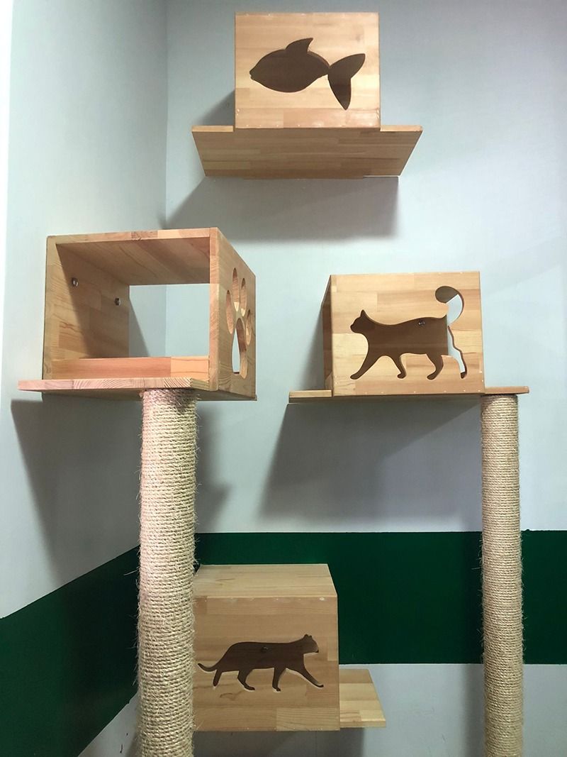 Kedi konaklama süiti