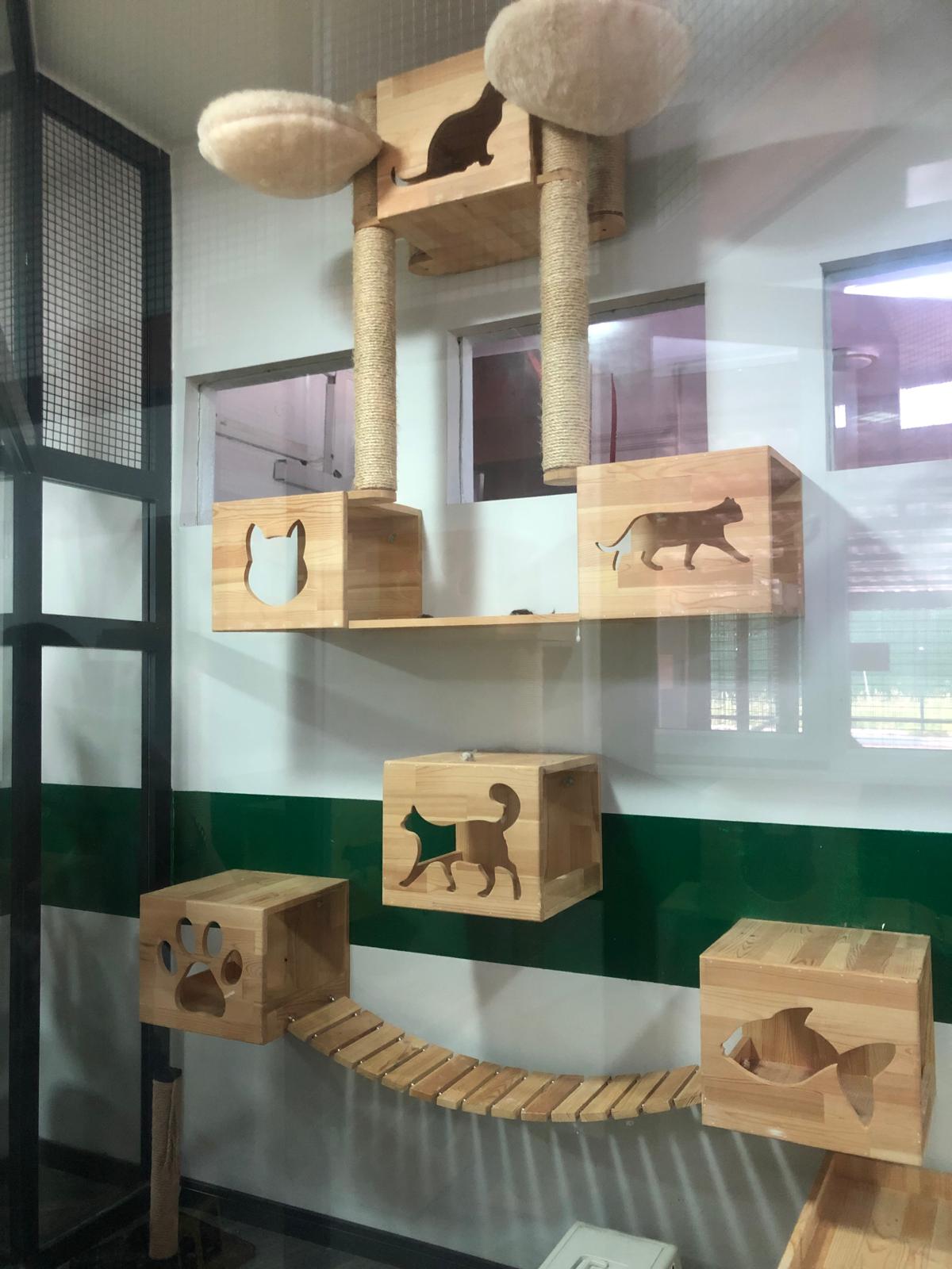 Kedi konaklama alanı