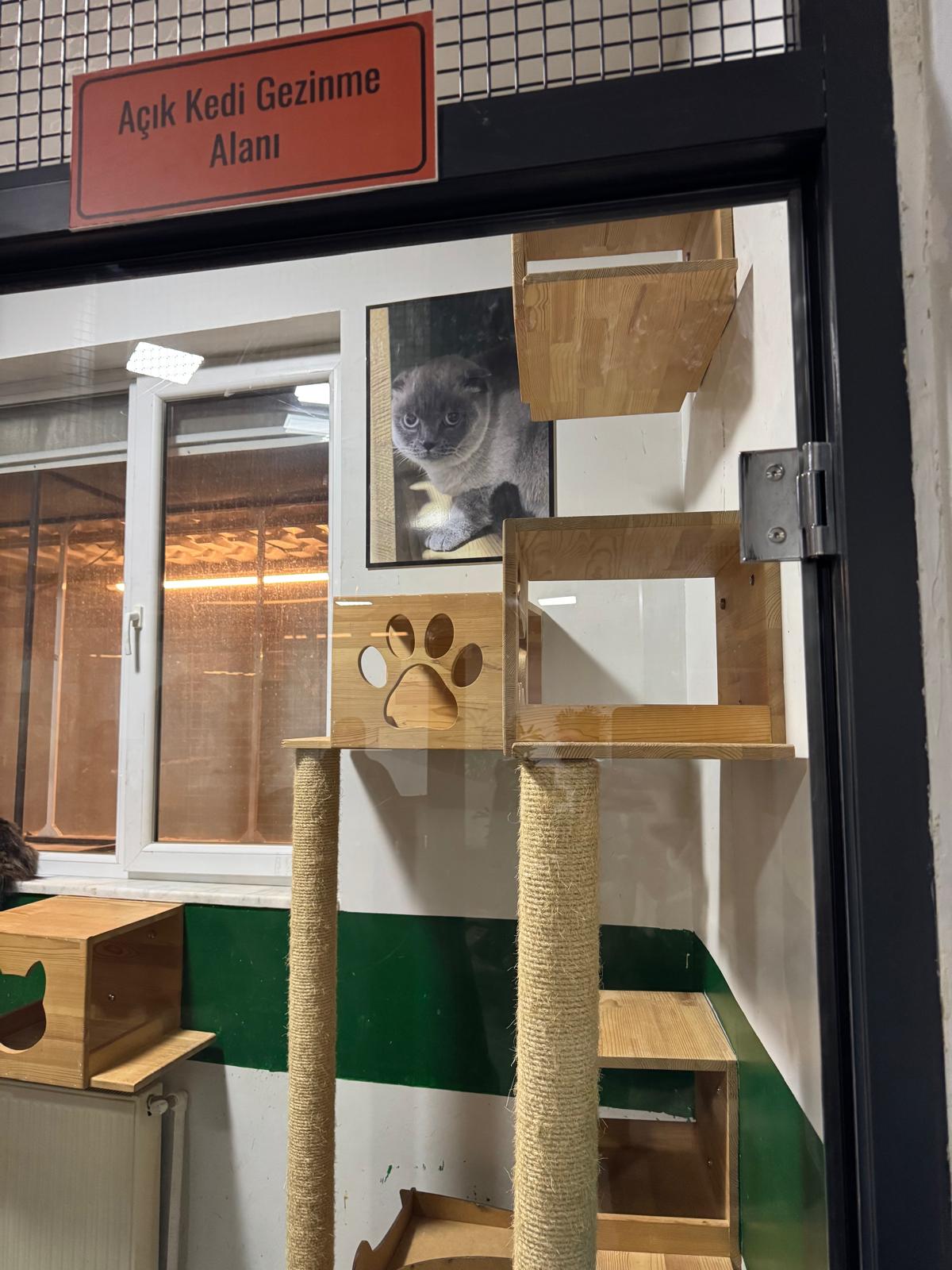 Kedi gezinme alanı