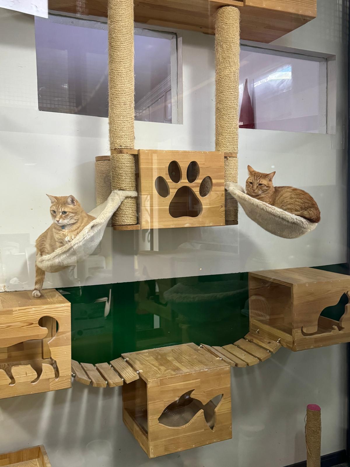 Kedi oyun alanı