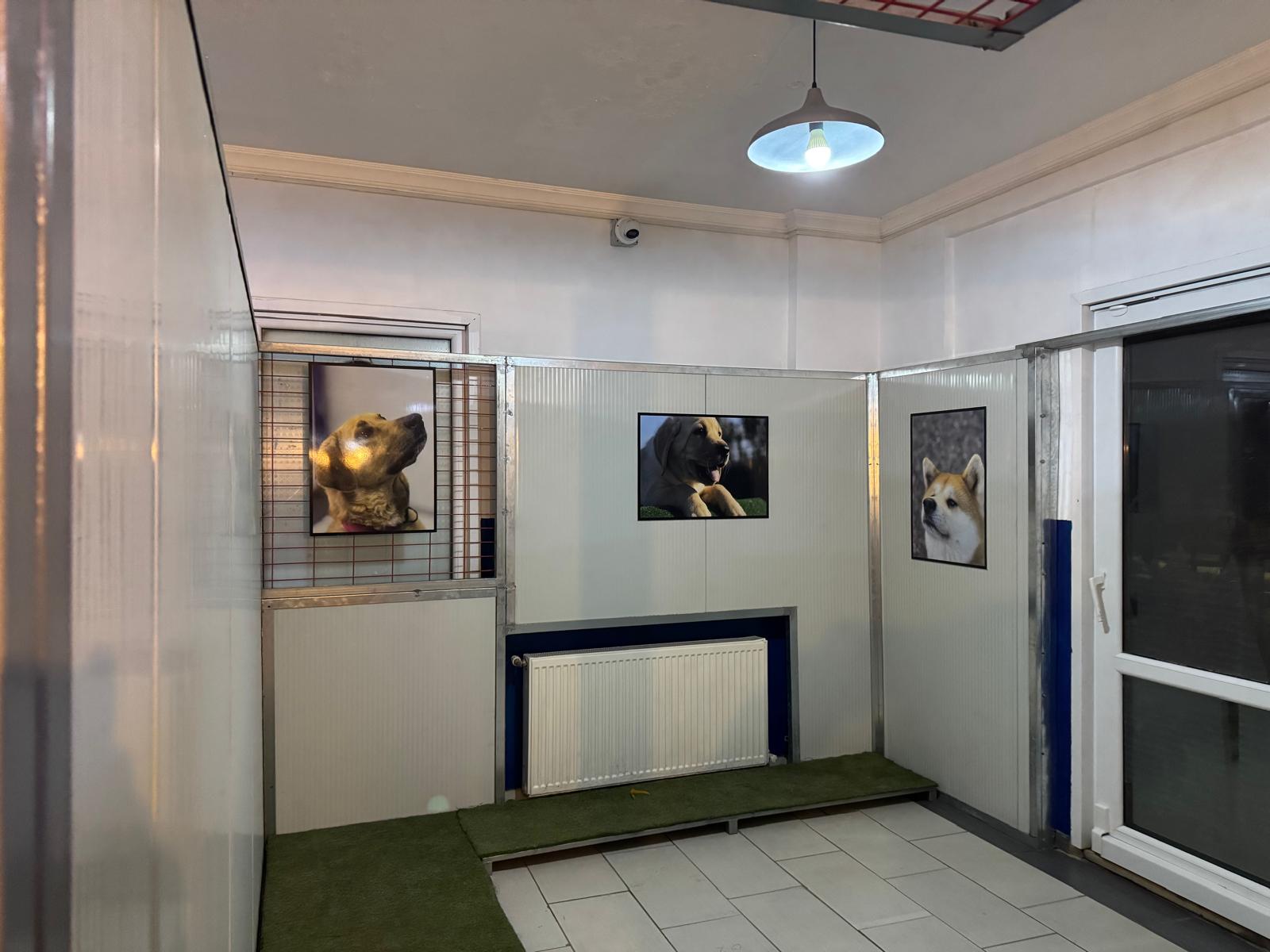 Köpek konaklama süiti, yükseltilmiş ahşap yapı