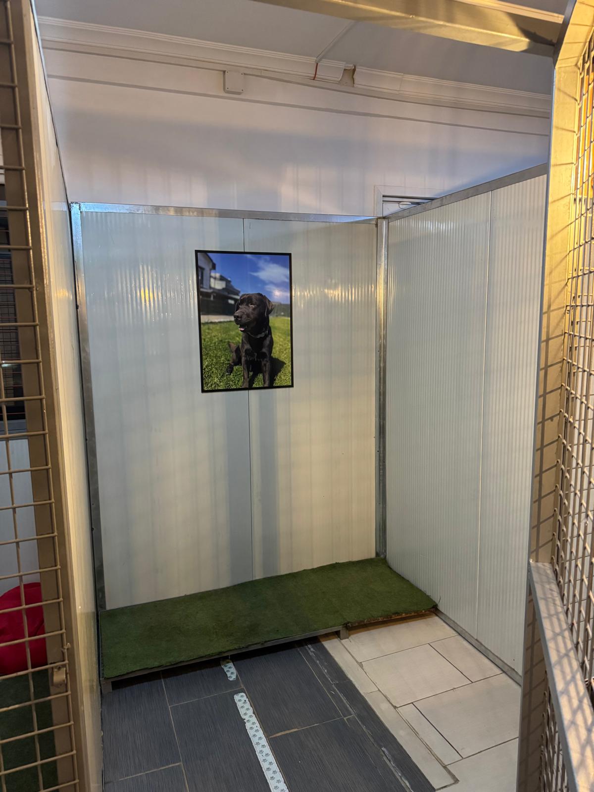 Büyük ırk köpek konaklama salonu