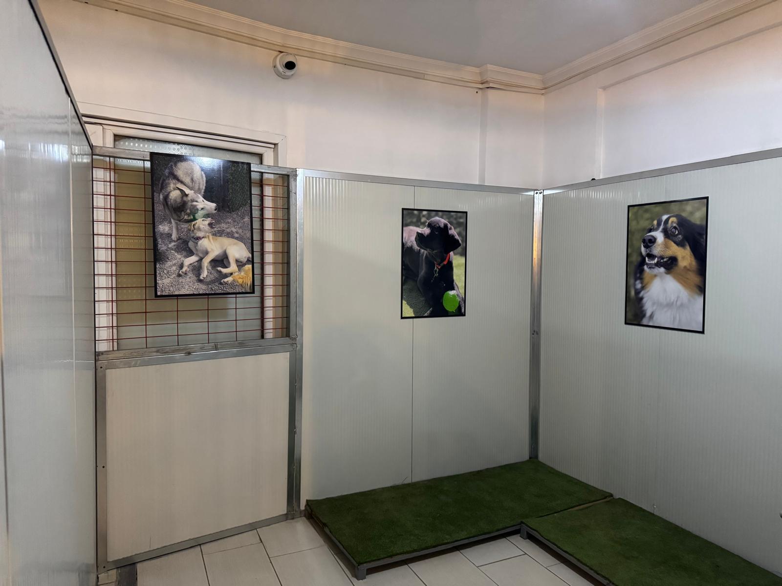 Dog boarding suite
