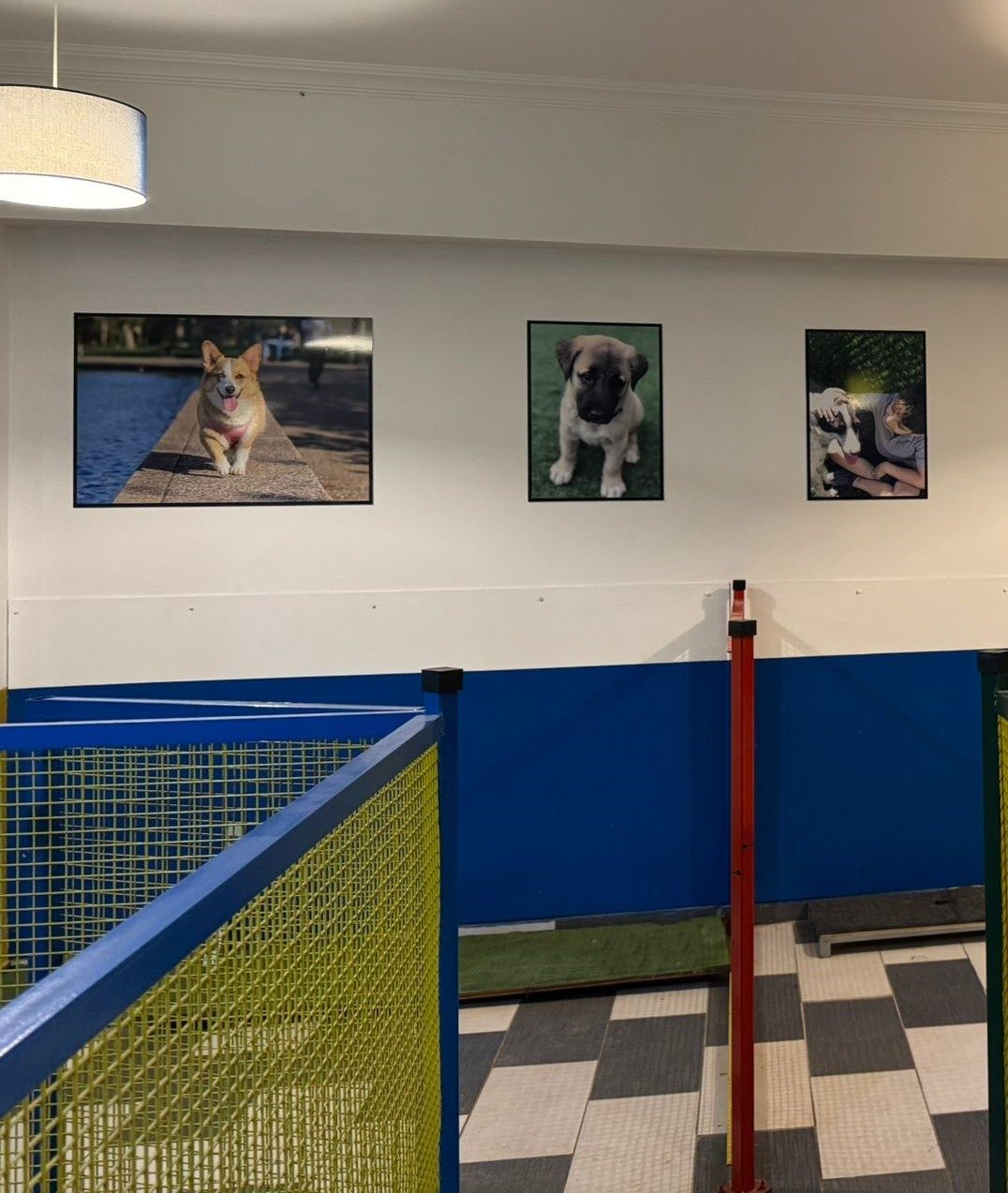Küçük ırk köpek salonu