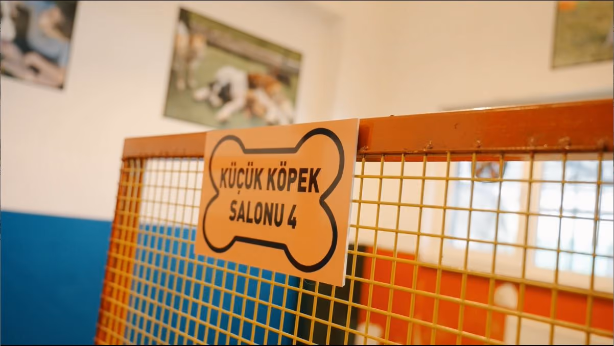 Kafessiz köpek konaklama süitleri