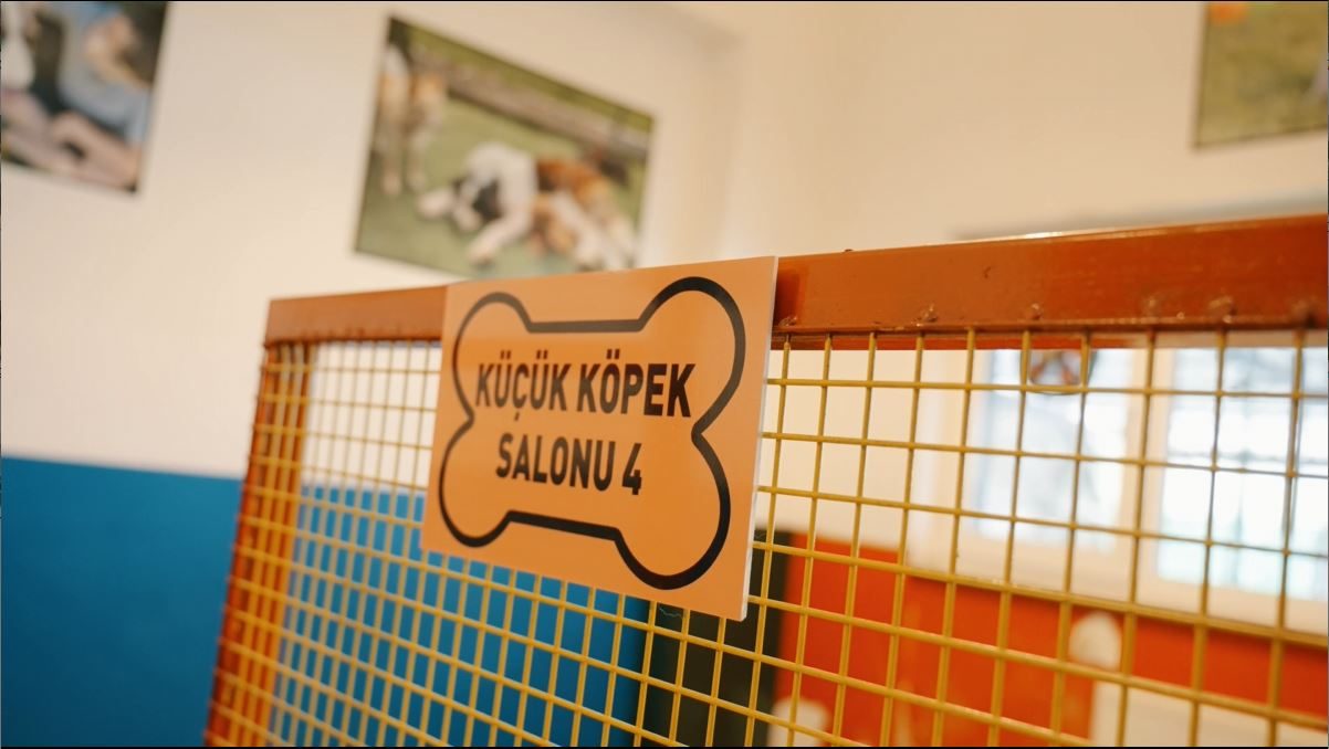 Kafessiz köpek konaklama süitleri