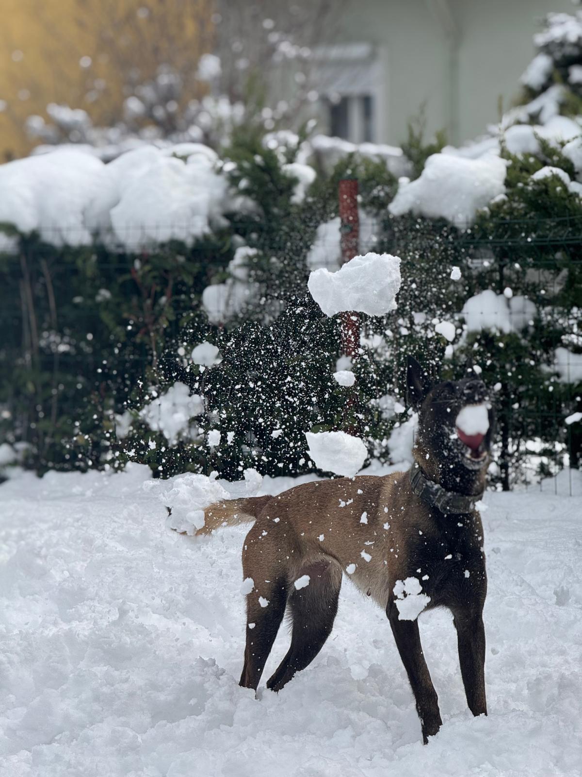 Top 10 Dog Training Tips