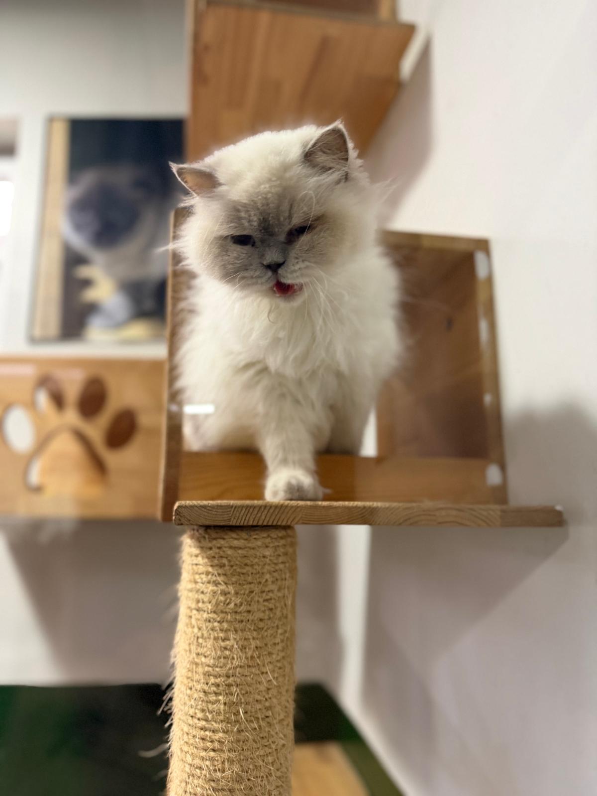 A moment from the cat boarding area