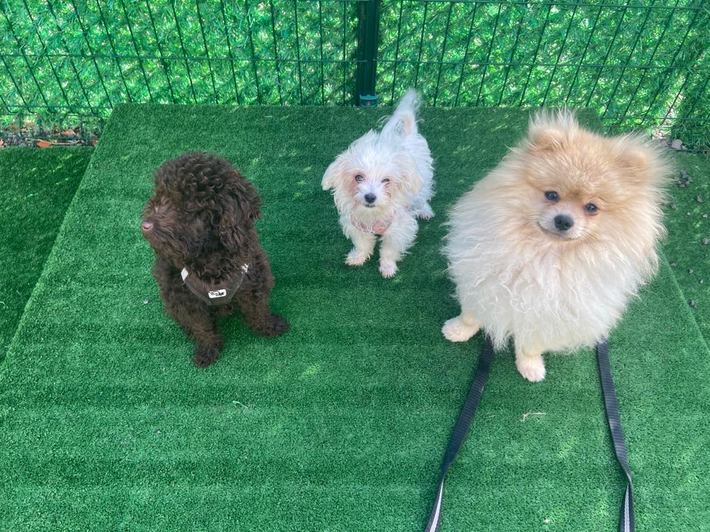 Köpekler nasıl öğrenir